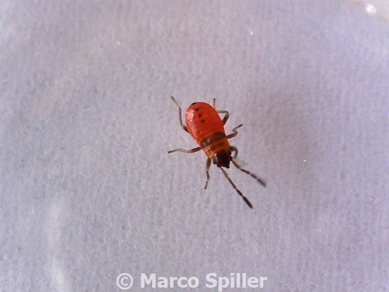 Pyrrhocoridae:Pyrrhocoris apterus, adulto e neanide